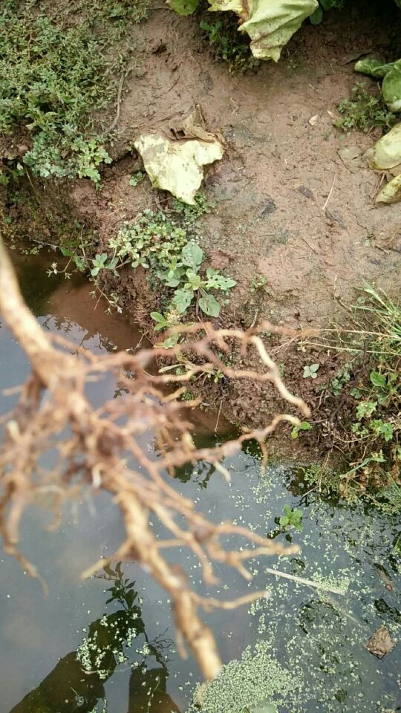 红橘苗四川本地红橘苗基地批发保湿发货种苗