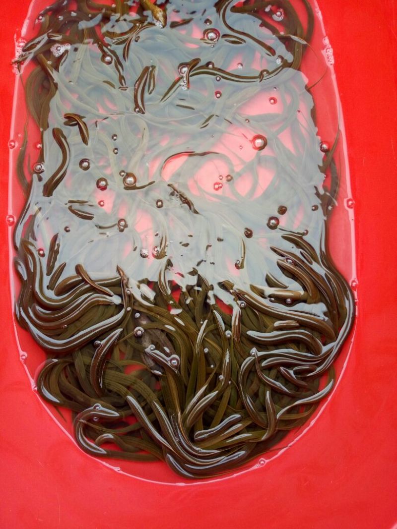 黄鳝食用活鱼