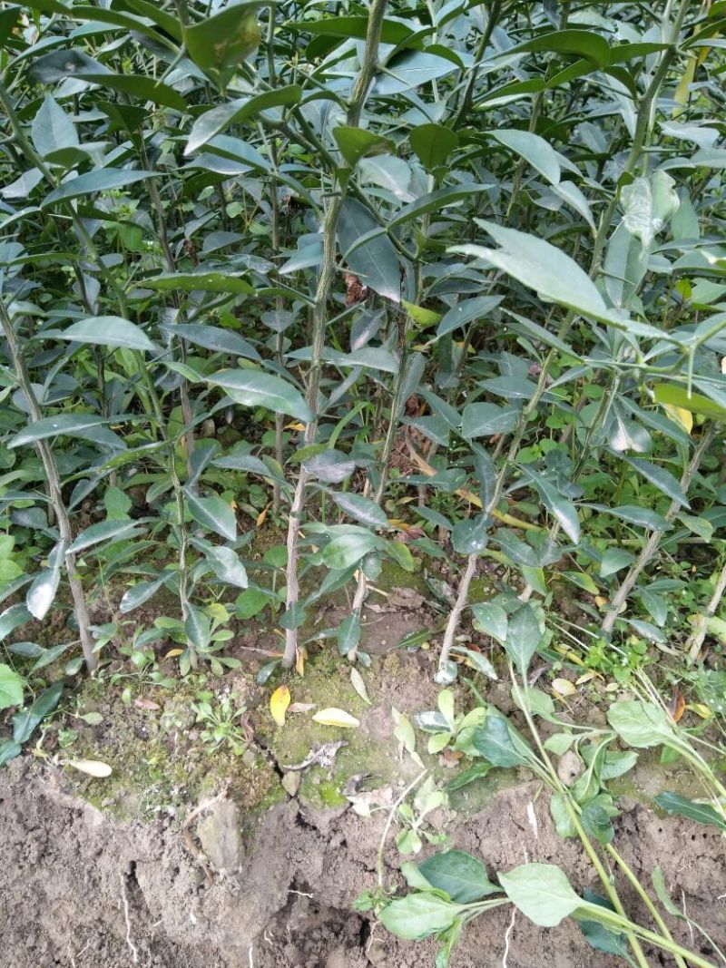 香橙苗香橙奶苗香橙杯苗品质保证签合同出售