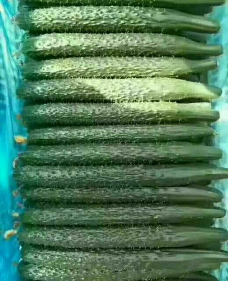 密刺黄瓜干花带刺22~25公分