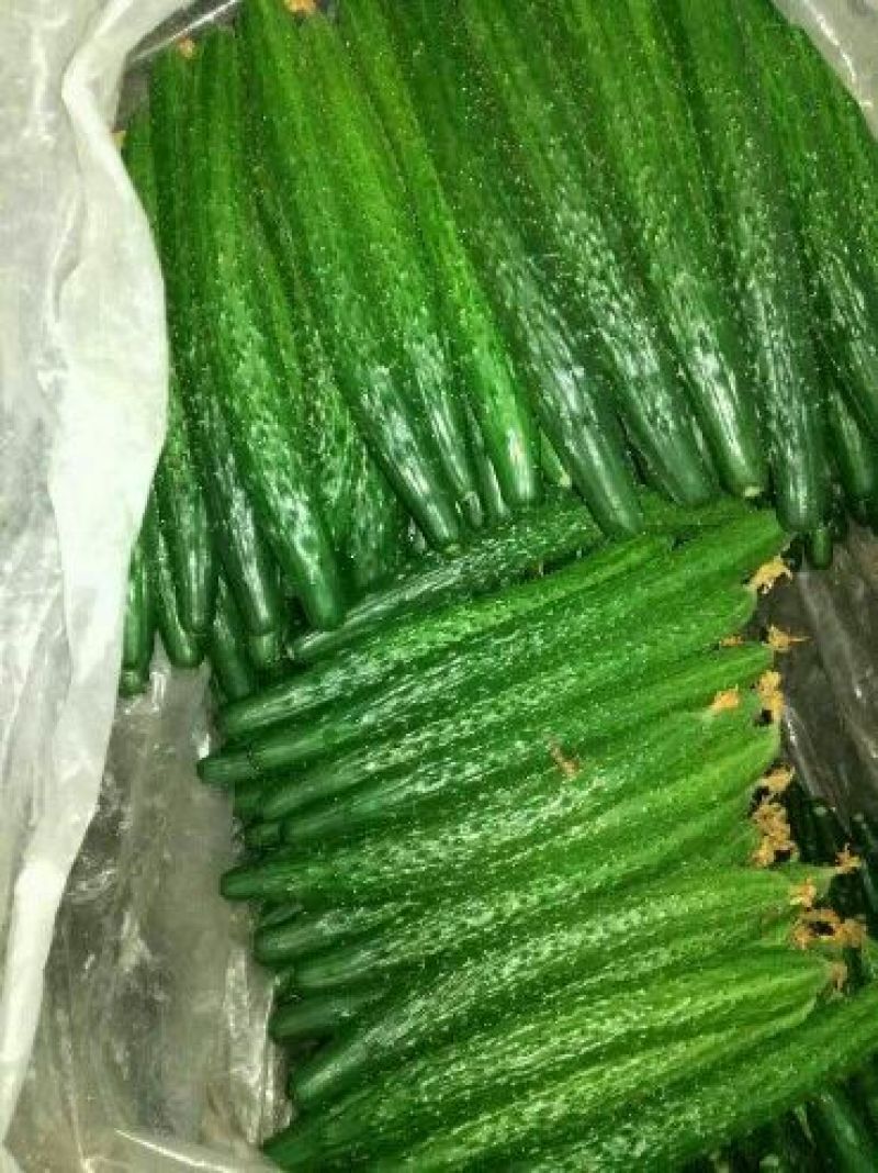 密刺黄瓜干花带刺22~25公分