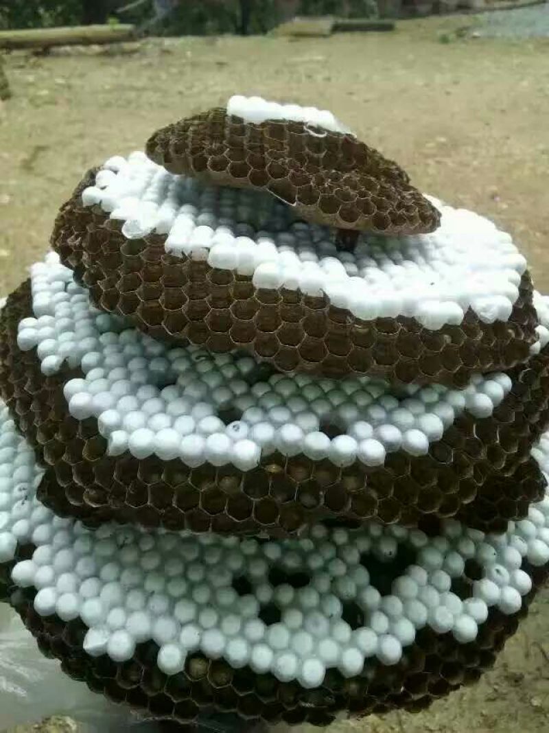 土蜂蜂蛹野生