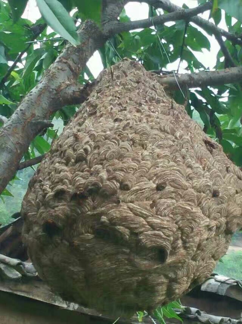 土蜂蜂蛹野生