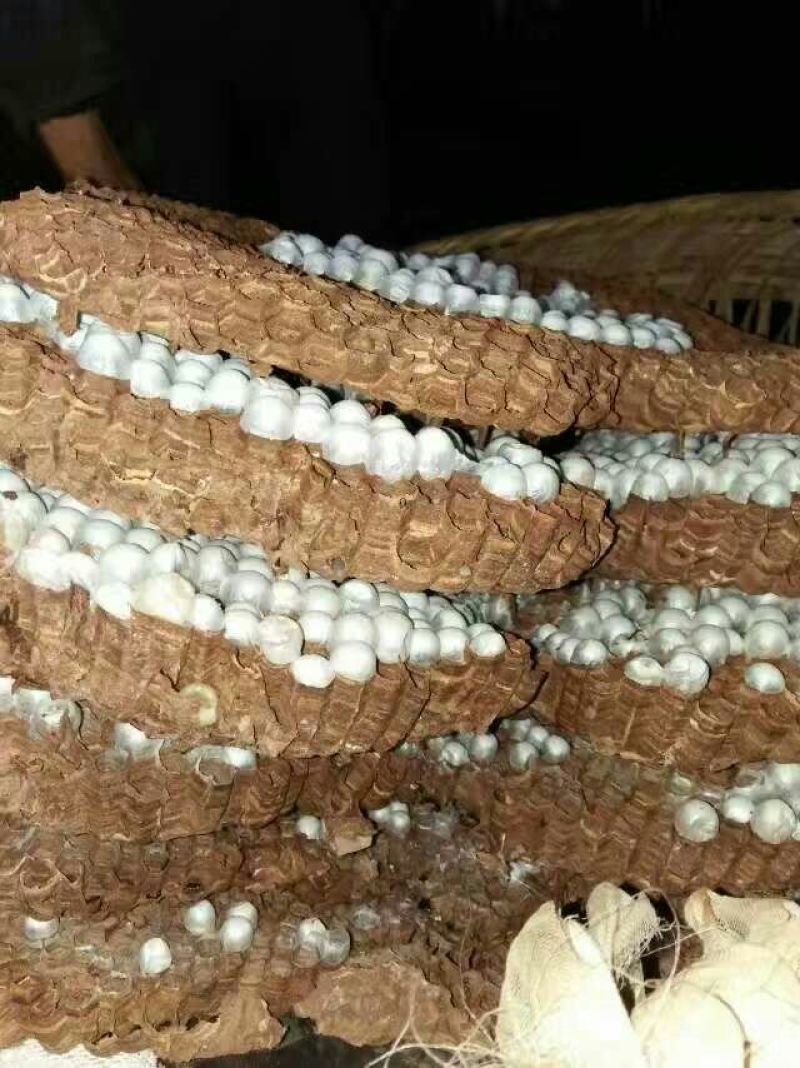 土蜂蜂蛹野生