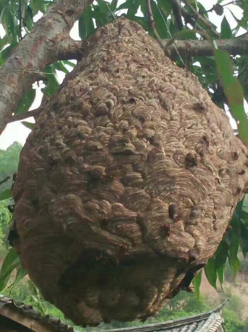 土蜂蜂蛹野生