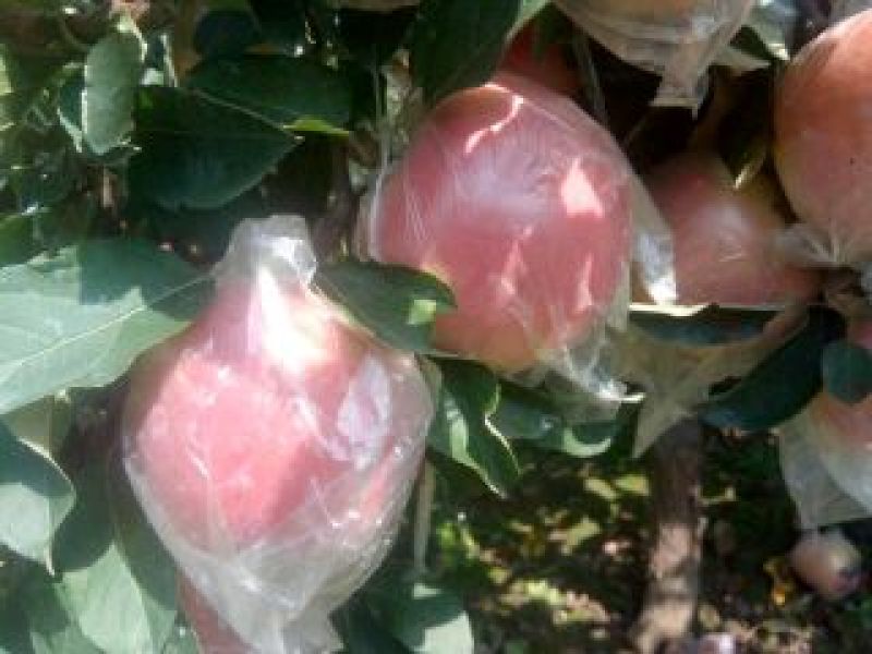 精品冰糖心红富士苹果75mm以上膜袋口感脆甜颜色红亮