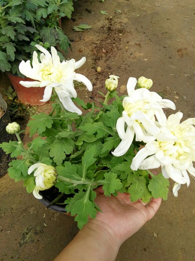 菊花0.5米以下