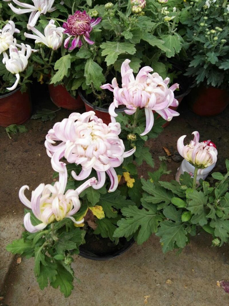 菊花0.5米以下