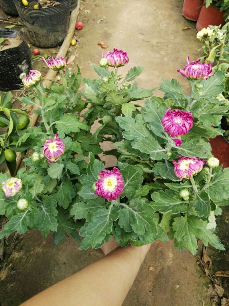 菊花0.5米以下
