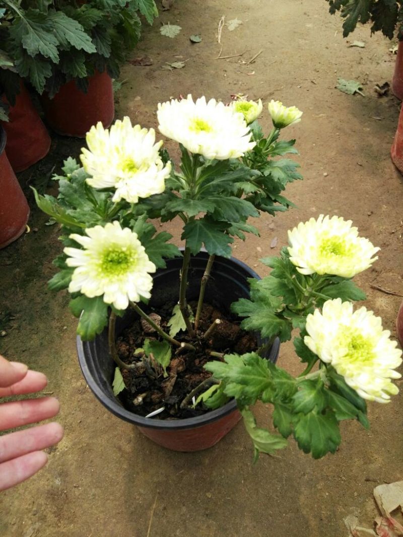 菊花0.5米以下