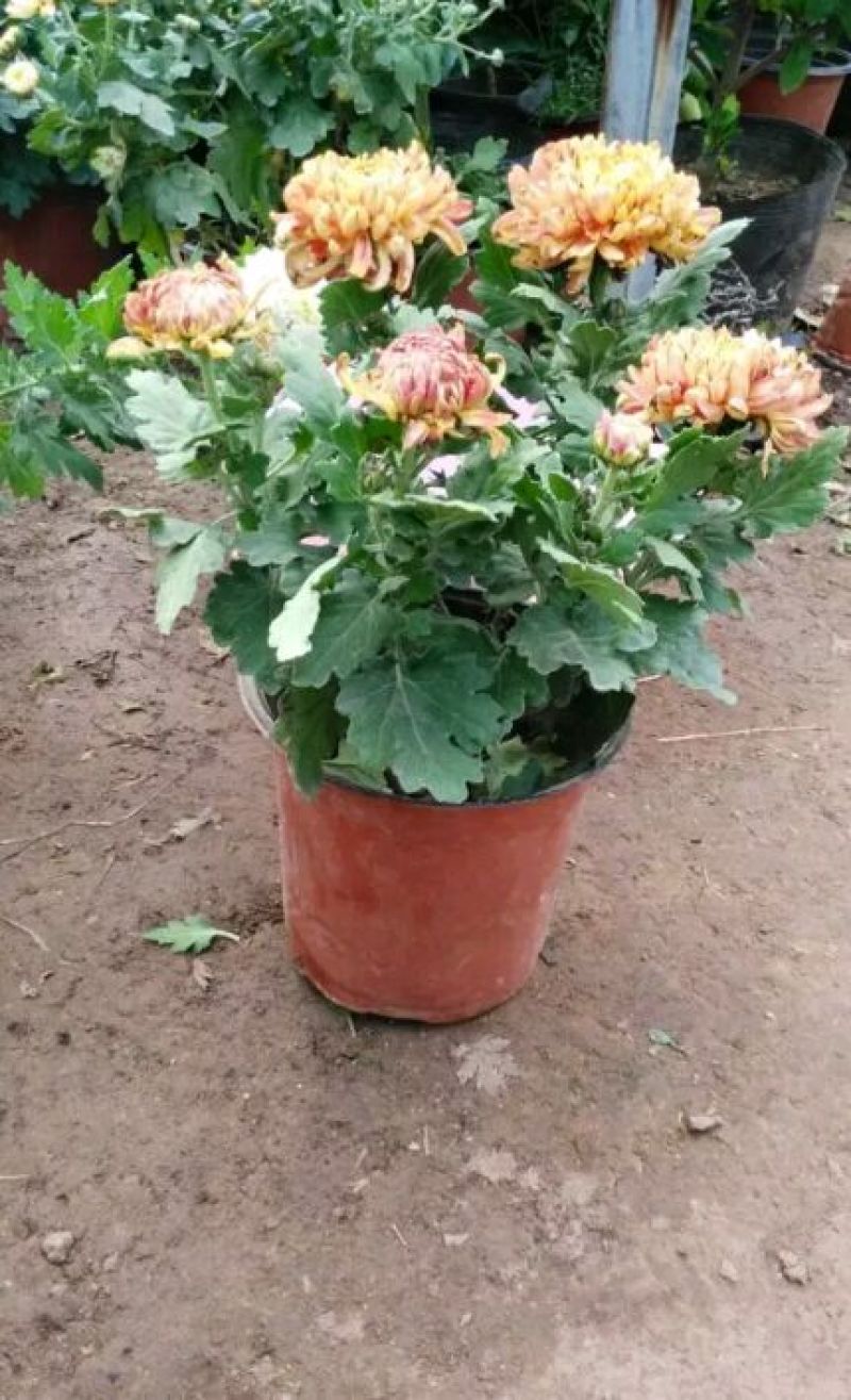 菊花0.5米以下