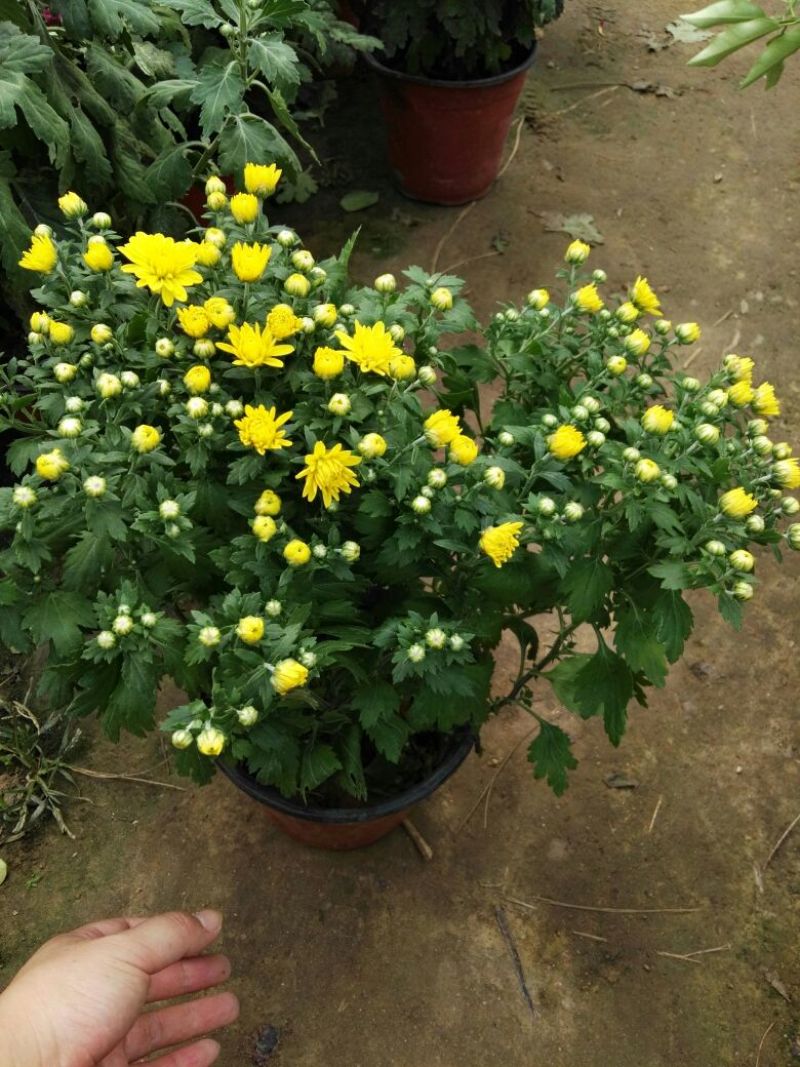菊花0.5米以下