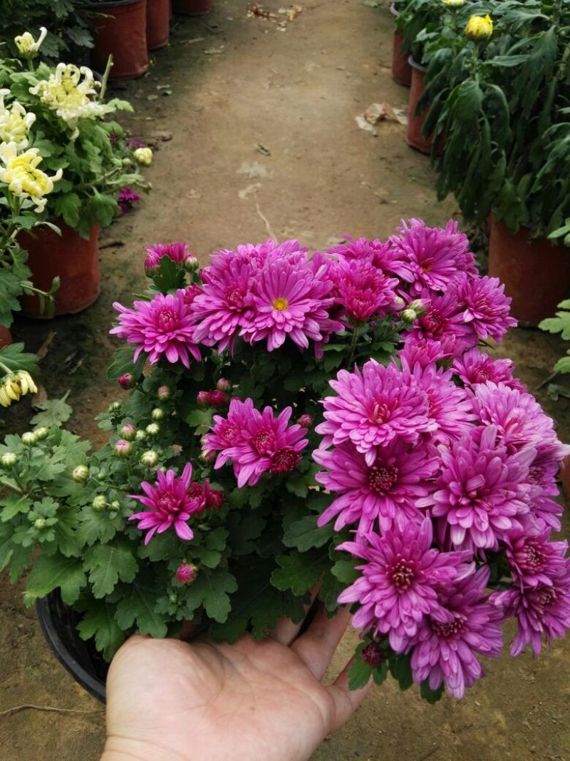 菊花0.5米以下