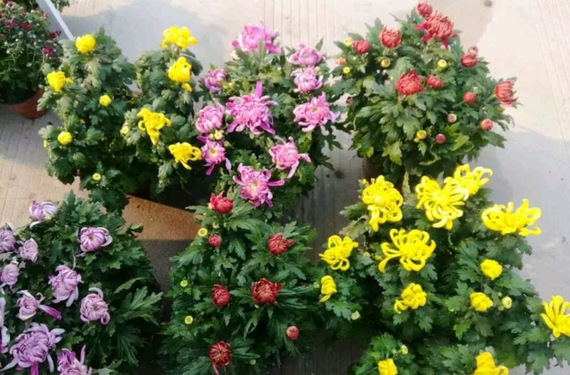 菊花0.5米以下
