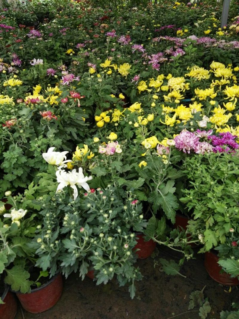 菊花0.5米以下