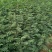 花椒苗无刺大红袍狮子头量大优惠根系发达保成活