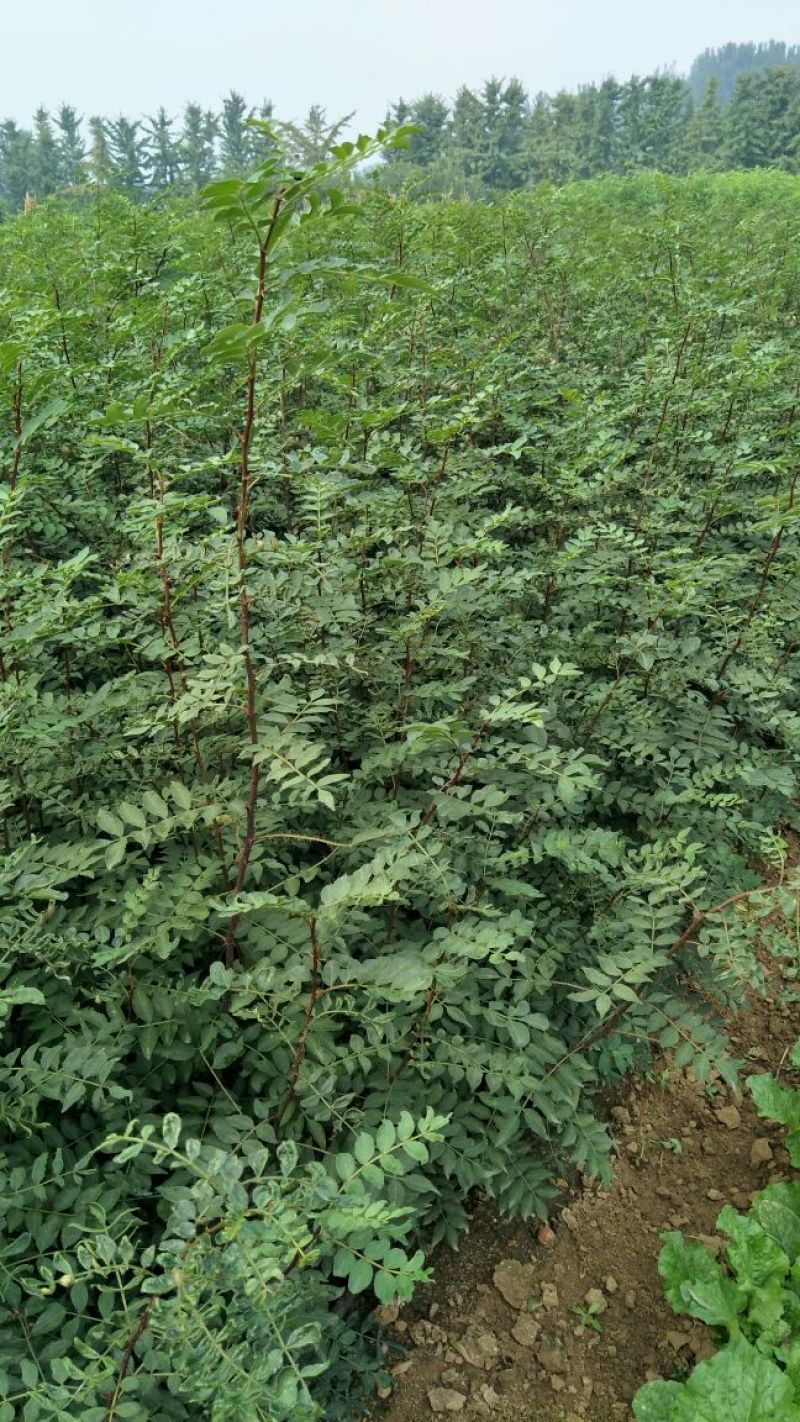 花椒苗无刺大红袍狮子头量大优惠根系发达保成活