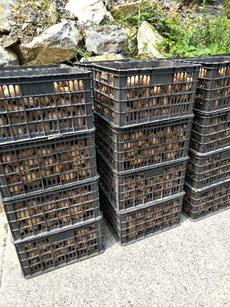湖南湘西特产，米良1号猕猴桃，联系我时请说在一亩田上看到