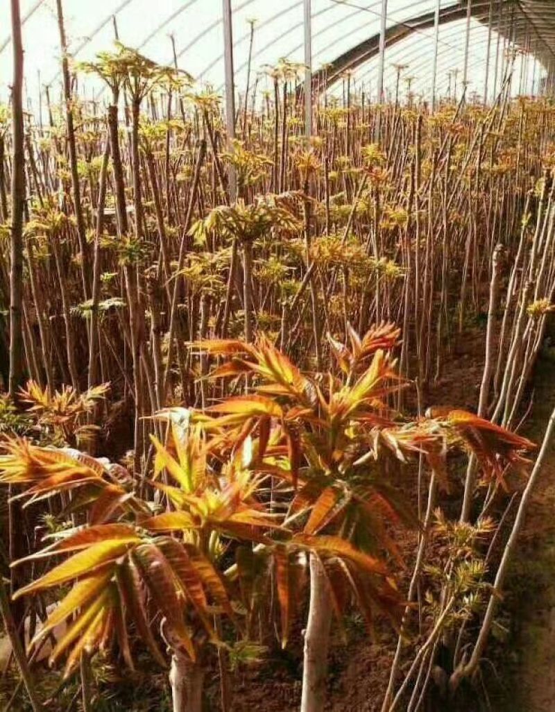 红油香椿苗大棚香椿苗批发40~50cm