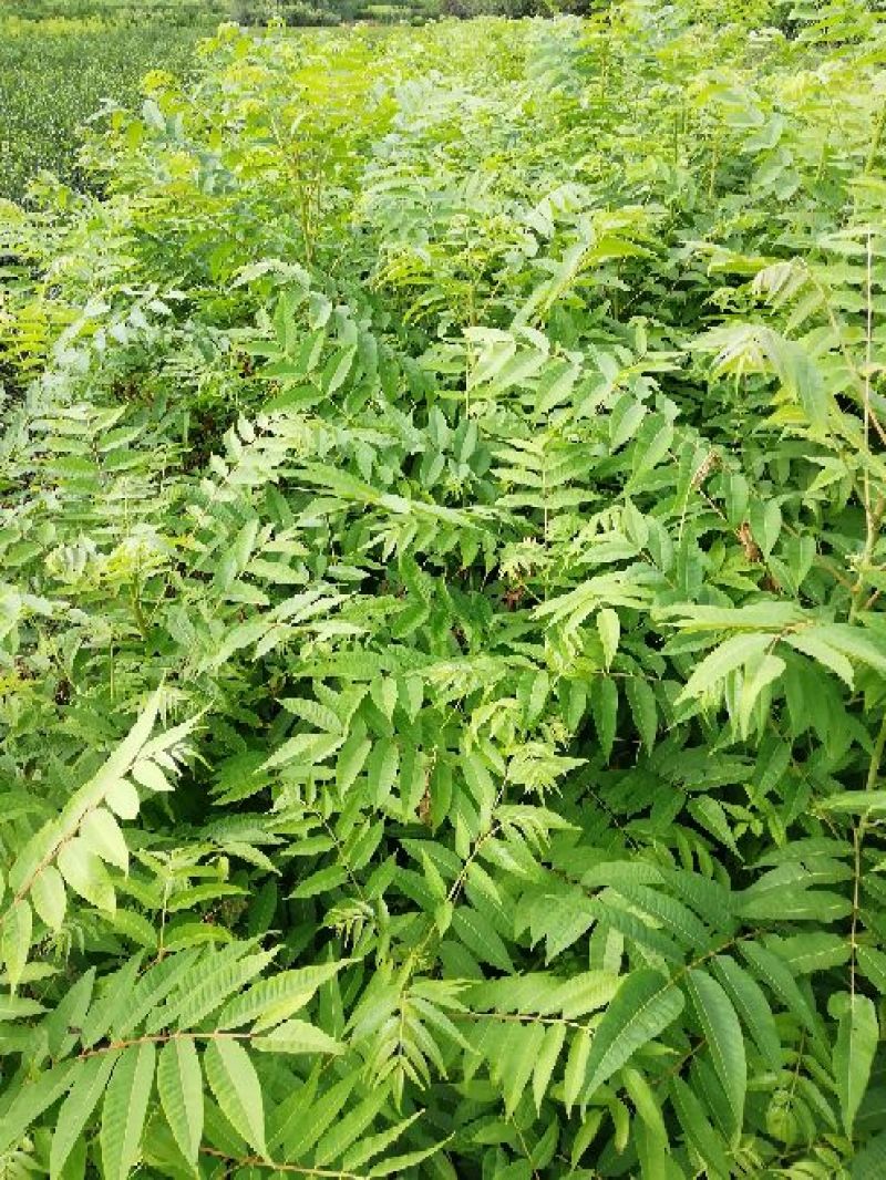 红油香椿苗大棚香椿苗批发40~50cm
