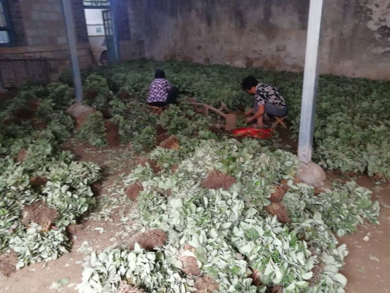 小白草莓苗40~50cm包邮发货草莓苗批发