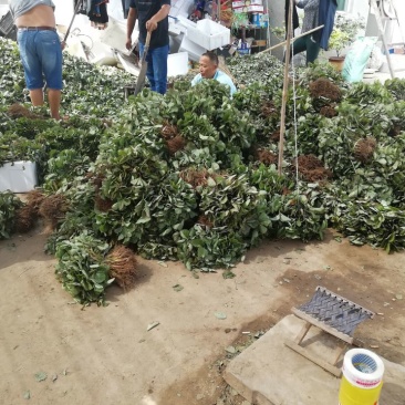 小白草莓苗40~50cm包邮发货草莓苗批发