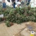 小白草莓苗40~50cm包邮发货草莓苗批发