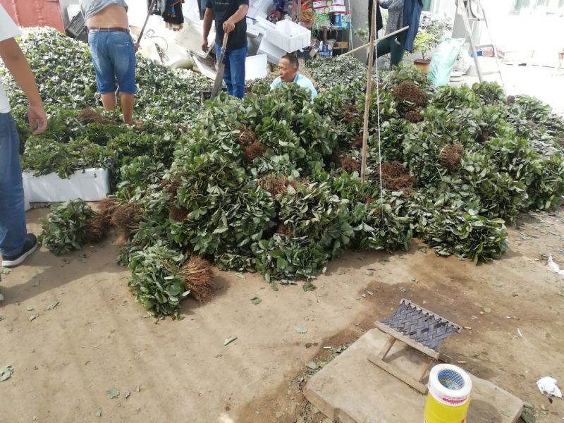 小白草莓苗40~50cm包邮发货草莓苗批发