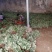 小白草莓苗40~50cm包邮发货草莓苗批发