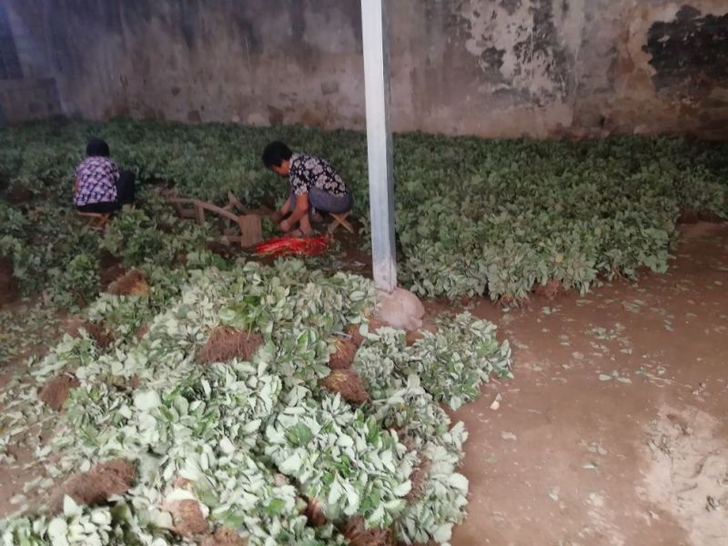 小白草莓苗40~50cm包邮发货草莓苗批发