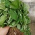 小白草莓苗40~50cm包邮发货草莓苗批发