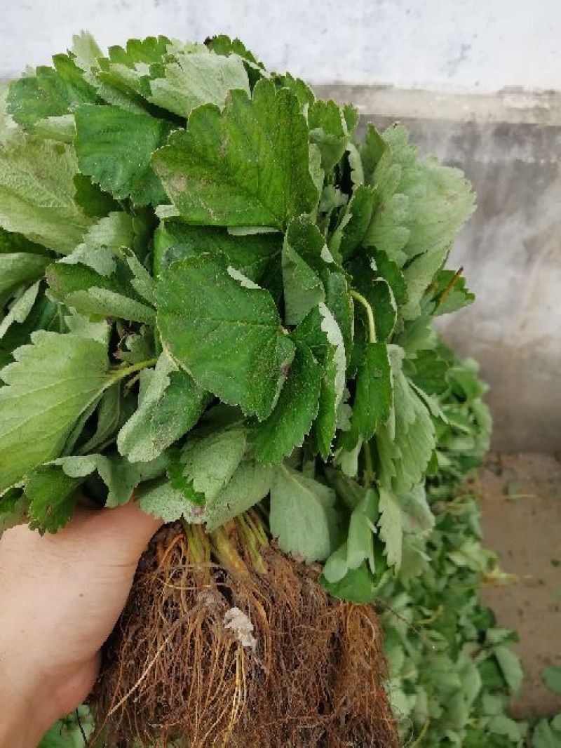 小白草莓苗40~50cm包邮发货草莓苗批发
