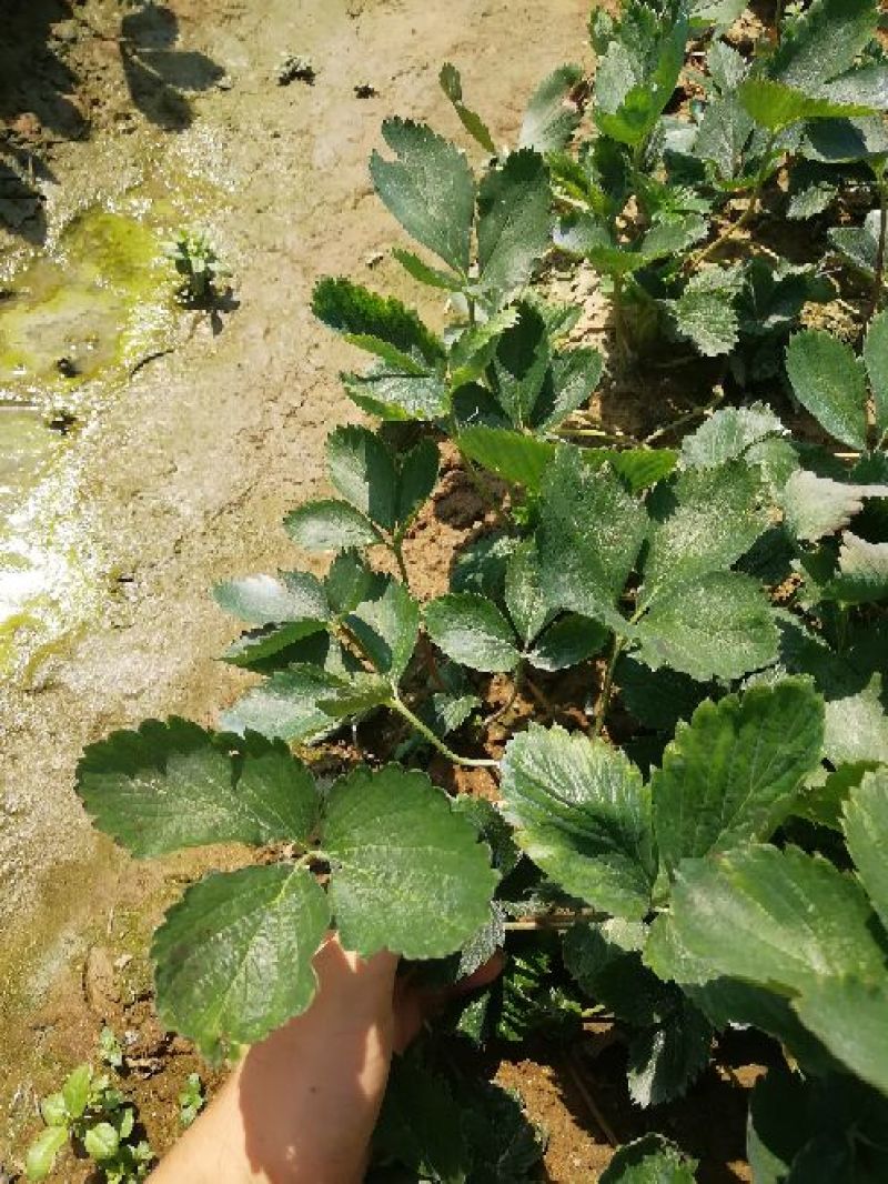 小白草莓苗40~50cm包邮发货草莓苗批发