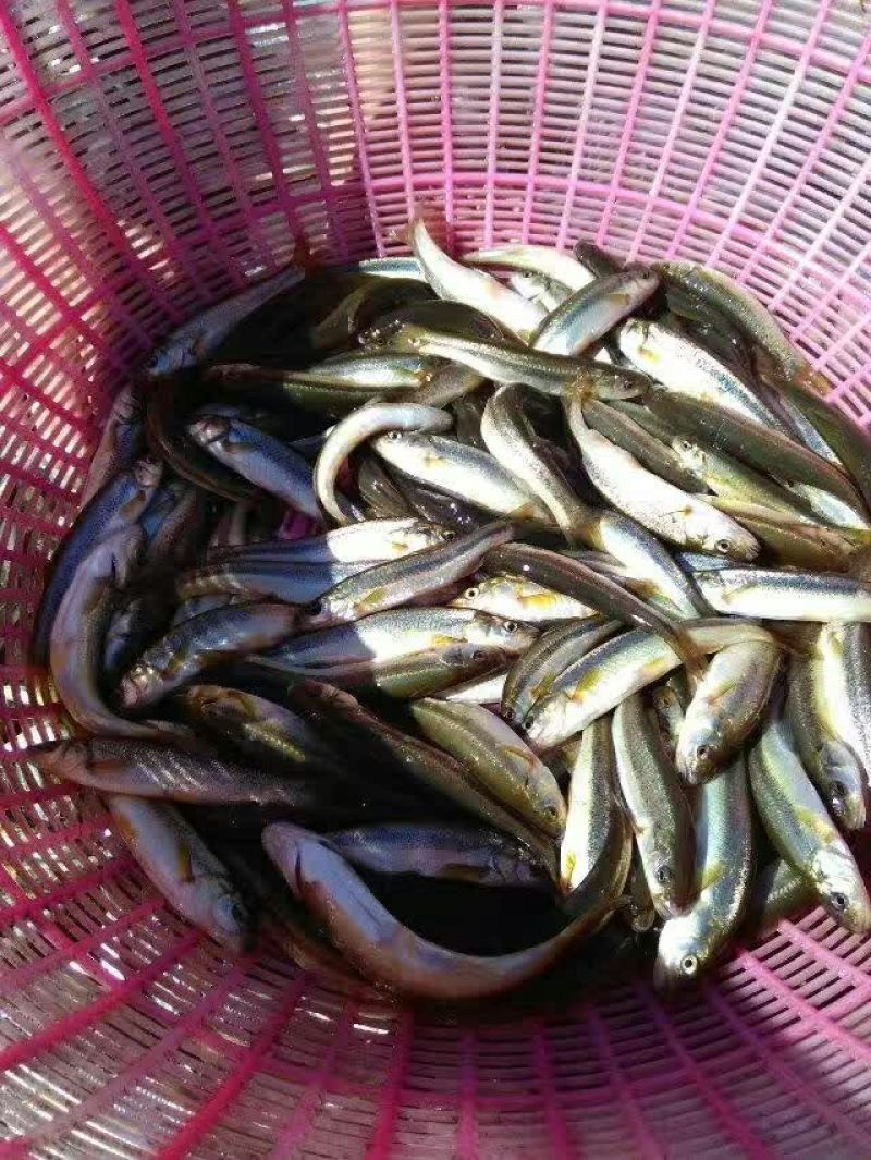 柳根鱼