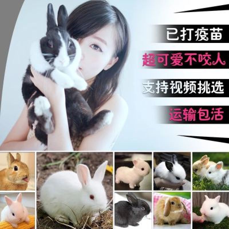 新西兰兔作种1斤以下种兔苗合理公母搭配高产高成活