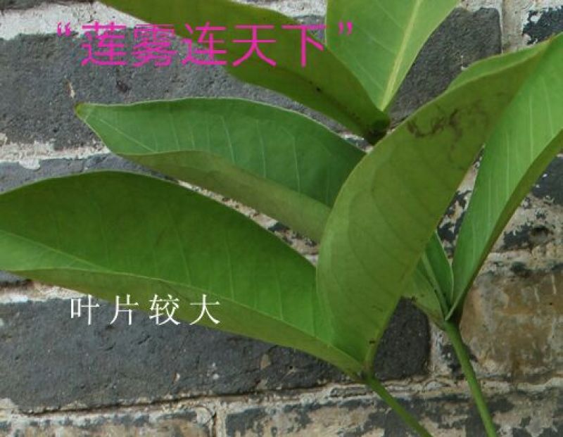 莲雾种苗大叶红莲雾