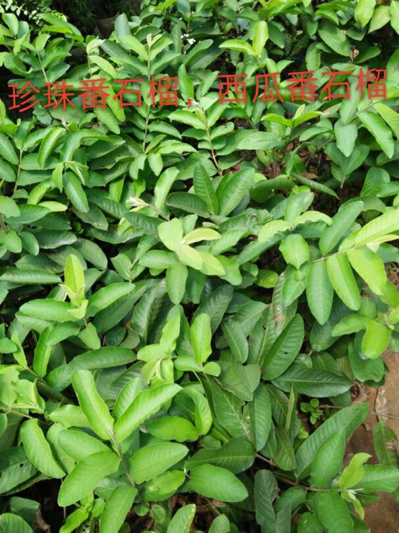 番石榴苗红心西瓜芭乐苗