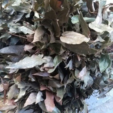 淫羊藿带头统