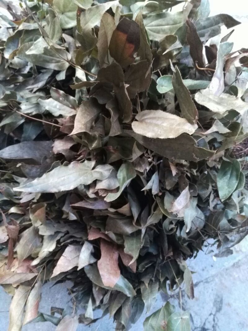 淫羊藿带头统