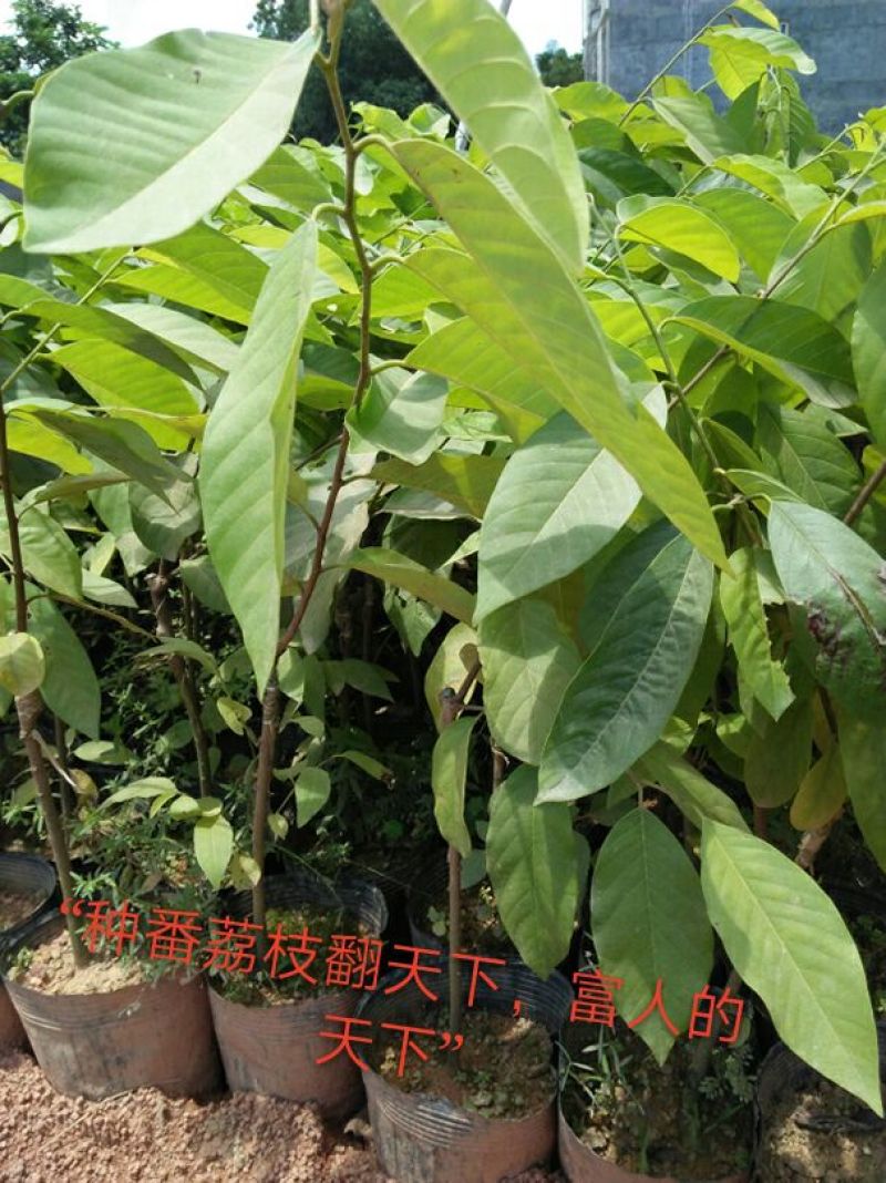 番荔枝苗30~50cm
