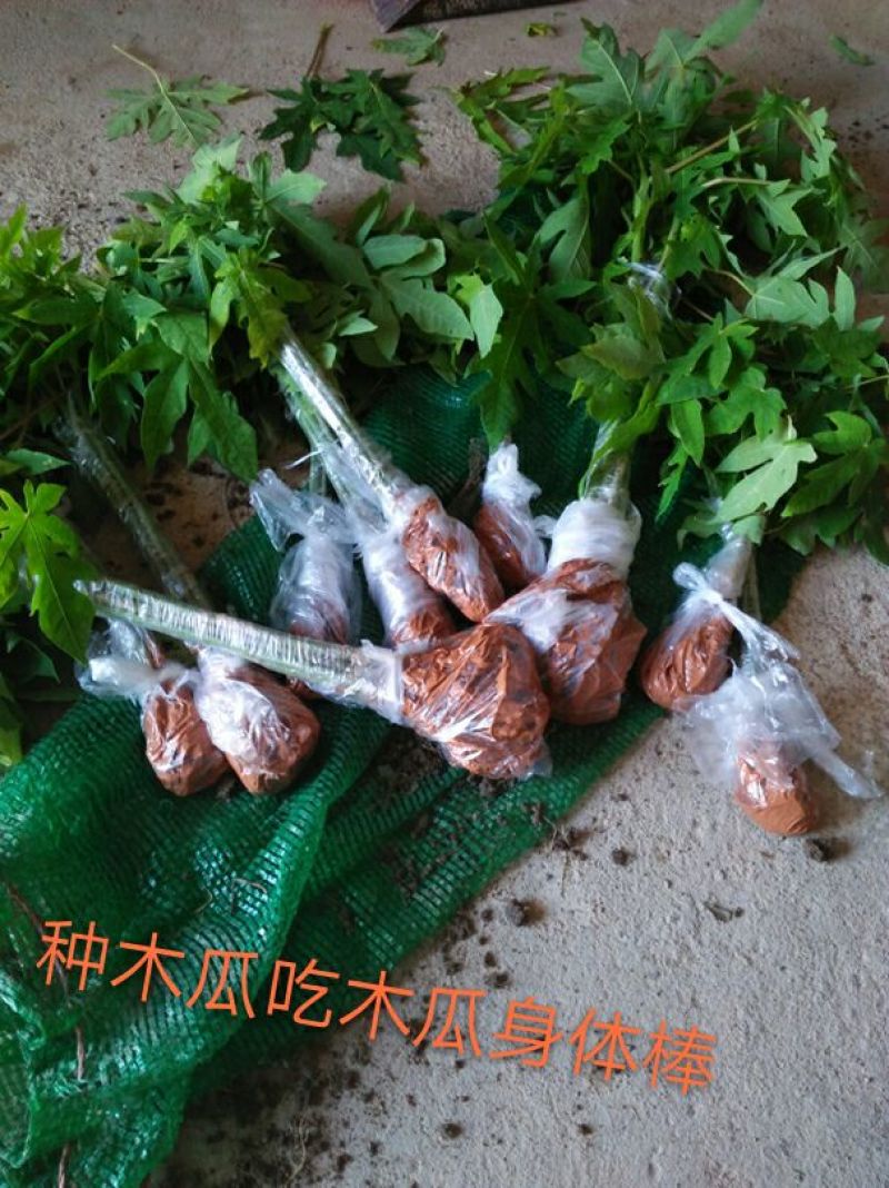 木瓜树苗20~30cm