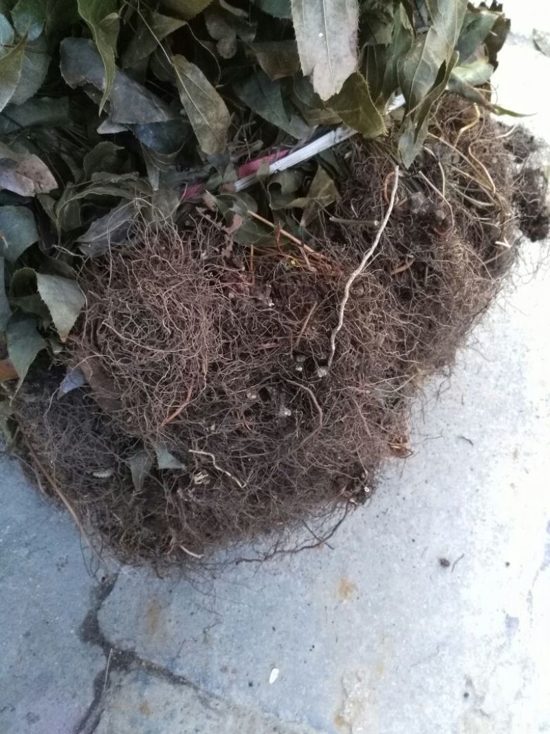 淫羊藿带头统