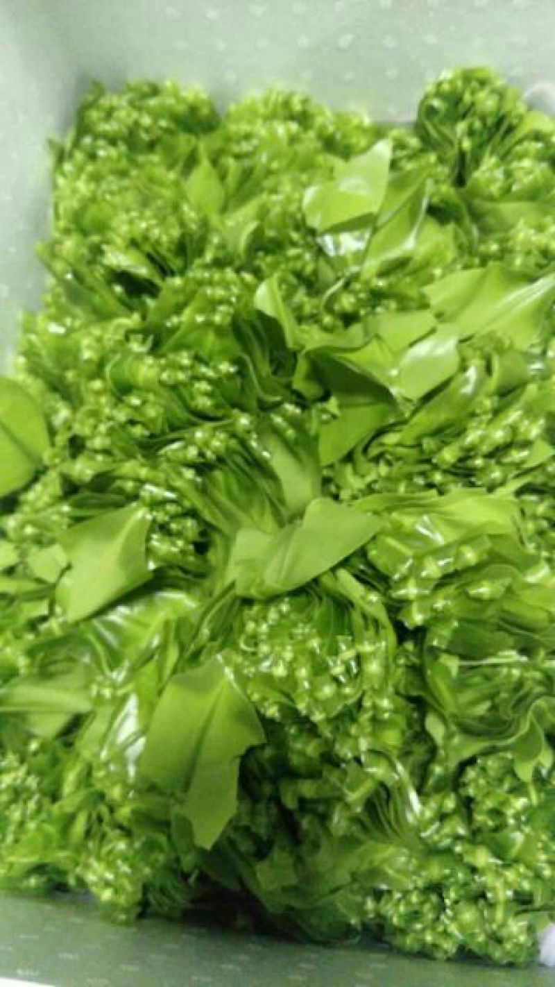 蕨菜