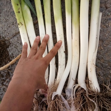大葱毛葱3cm左右30~40cm