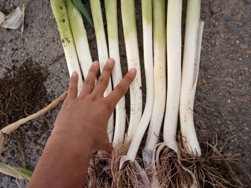 大葱毛葱3cm左右30~40cm