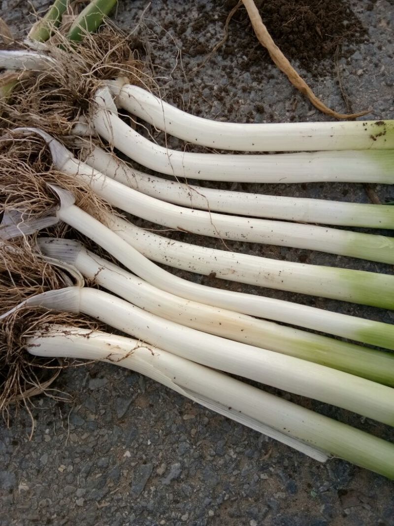大葱毛葱3cm左右30~40cm