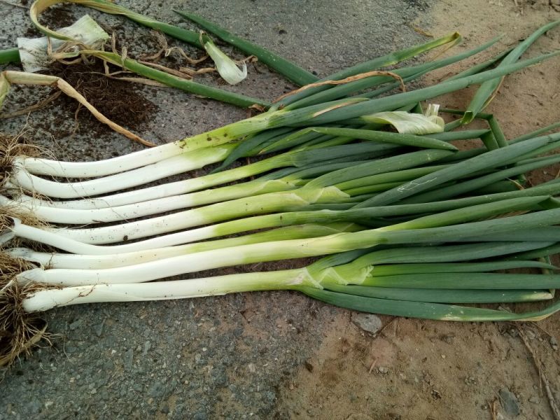 大葱毛葱3cm左右30~40cm