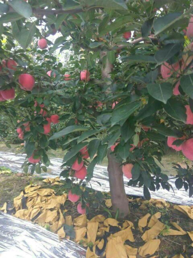 红星苹果/苹果/红富士苹果/冰糖心苹果/全国发货