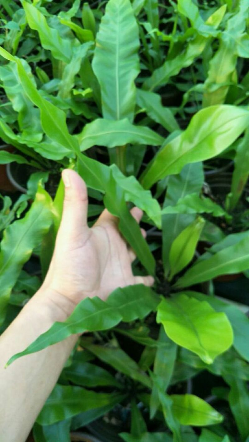鸟巢蕨苗