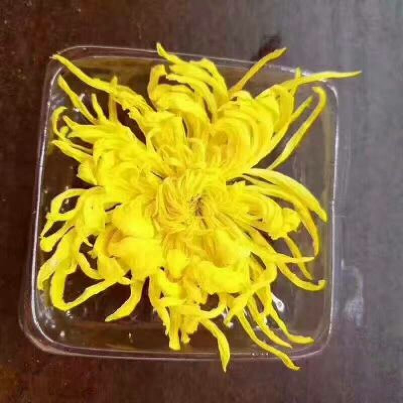金丝皇菊茶特级